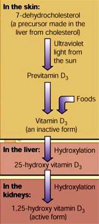 Vitamins - 26 Vitamin D Vitamin D is a conditionally essential nutrient.