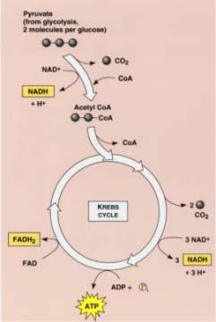is needed to carry acetyl into the Krebs cycle and to carry inorganic phosphate into the Krebs cycle FAD, made from Riboflavin, is another energy carrying coenzyme needed to remove hydrogen and