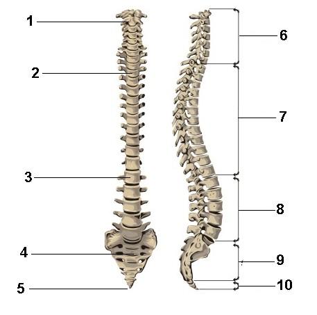 The Human Skeleton Question 1 Study the accompanying diagrammatic representation of the vertebral column and answer the questions that follow A B 1.