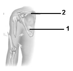 Question 2 Study the diagram (A) and the X-ray (B) (of the leg) and answer the questions that follow. Diagram A X-Ray B 2.1. Name the bones labelled 1, 2 and 3. 2.2. Name the bone that is broken in: a.