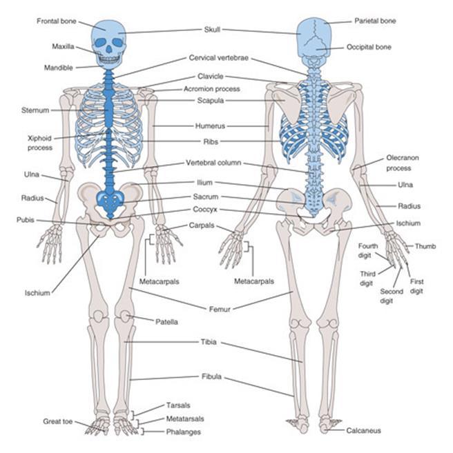The Appendicular Skeleton The appendicular skeleton is beige and includes