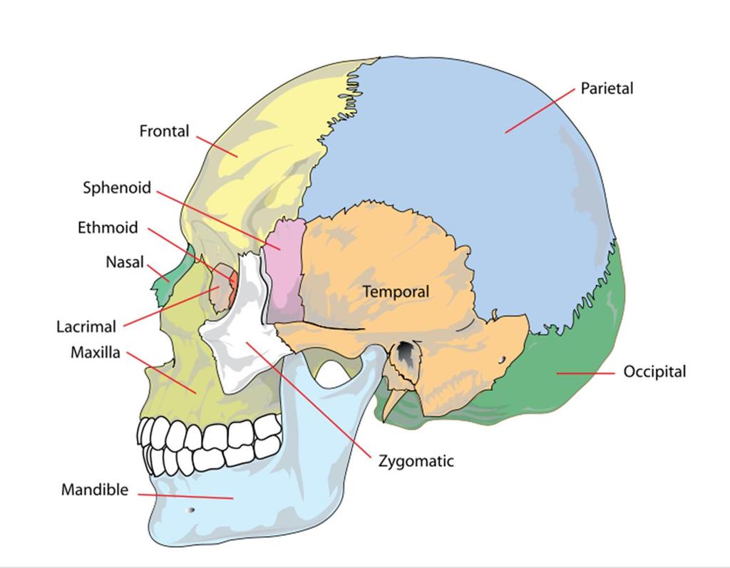 The Skull (Lateral view) *Cranium