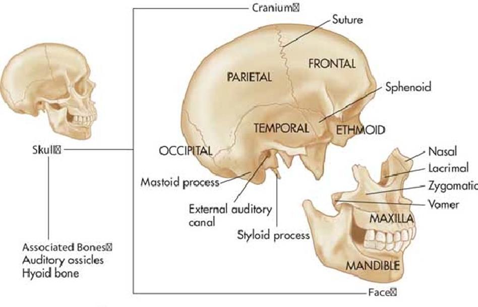 The Cranium and