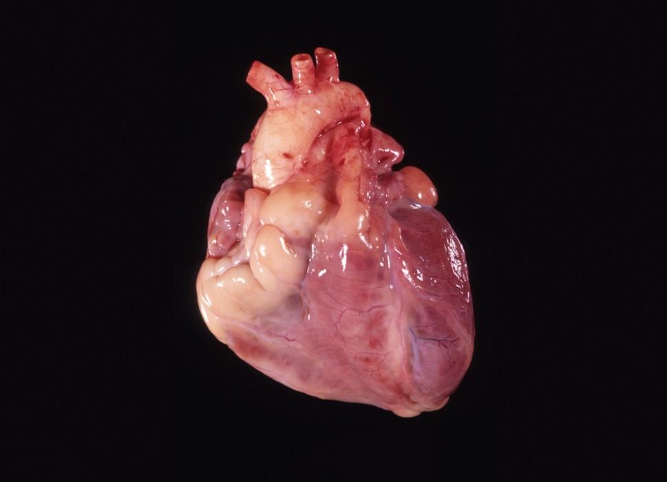 30.3 The Heart and Circulation The tissues and structures of the heart make it an efficient pump.
