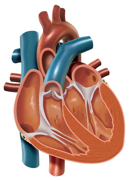 30.3 The Heart and Circulation The heart has four chambers: two atria, two ventricles. Valves in each chamber prevent backflow of blood.