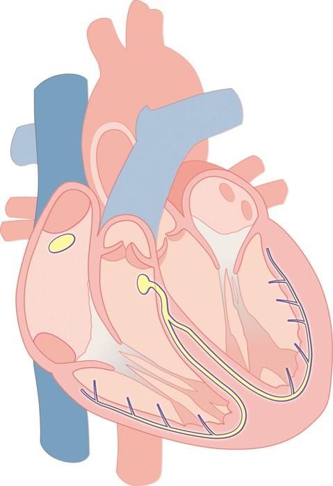 30.3 The Heart and Circulation The heartbeat consists of two contractions.