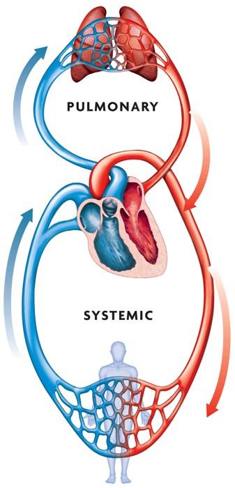 30.3 The Heart and Circulation Systemic circulation occurs between the heart and the rest of the body.