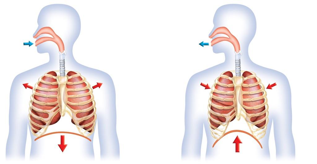 30.1 Respiratory and Circulatory Functions Breathing involves the diaphragm and muscles of the rib cage. Air flows from areas of high pressure to low pressure.