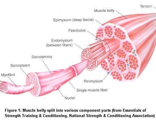 Organization: Microscopic to macroscopic Myofibril actin and myosin unit Muscle fiber muscle