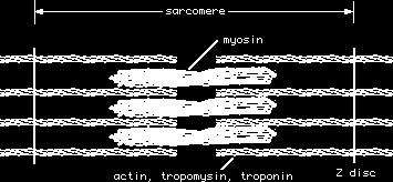 Protein filaments Sarcomere Thin filaments-actin, Troponin, Tropomyosin Thick
