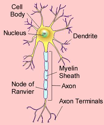 Structure of a Neuron Cell body contains the nucleus and other organelles Dendrites receive signals from sensory receptors or