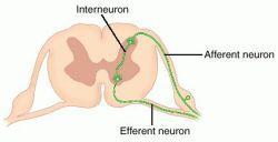 Interneurons (Association Neurons) Found: CNS only Function: Convey impulses between various parts of