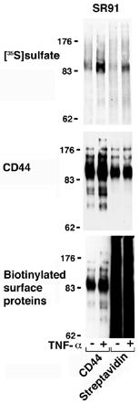 M. Delcommenne et al. referred to as CD44H, containing none of the alternatively spliced exons.