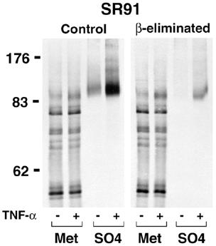 TNF-α induces changes to the carbohydrate sulfation of CD44 Fig. 2. β-elimination significantly reduces the sulfation of CD44 immunoprecipitated from unstimulated and TNF-α-stimulated SR91 cells.