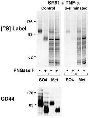 CD44 was immunoprecipitated with IM7-Sepharose, electrophoresed in duplicate on 7.5% SDS PAGE under nonreducing conditions, then transferred to PVDF membrane.