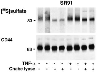 M. Delcommenne et al. Fig. 4. Chondroitin ABC lyase treatment of CD44 immunoprecipitates after [ 35 S]sulfate labeling of unstimulated and TNF-α-stimulated SR91 cells.