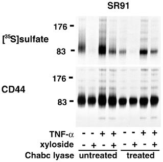 CD44 was immunoprecipitated from SR91 cells with IM7-Sepharose and was treated in duplicate for 16 h in the presence or absence of 2 mu chondroitin ABC lyase (Chabc lyase; see Materials and methods).