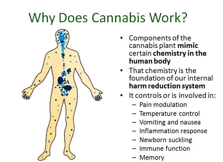 cannabis plant used together - what is known as whole plant extracts or medicine - are four times more therapeutic than any one isolated component is on its own. HOW DOES CANNABIS WORK?