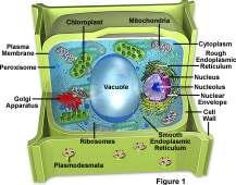 Anatomy of a Plant Cell Anatomy of an Animal Cell Animal Cell vs. Plant Cell Animal Cell Plant Cell 1.