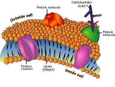 solid and a liquid Forms a fluid sea in which proteins, lipids, and carbohydrates are suspended or anchored at various