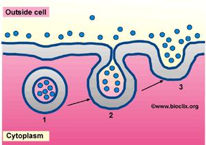 Endocytosis Shape of cell membrane changes as vesicles are formed and absorbed Requires energy in the form of ATP 2 Types: Phagocytosis Endocytosis where large particles are taken in ( eating )