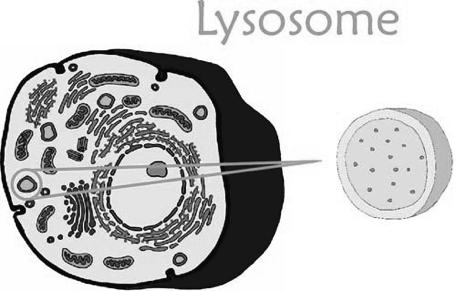 Lysosome: Round vesicles that is garbage disposal