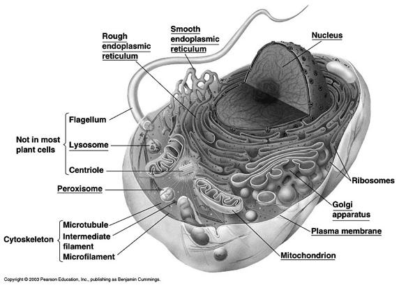 Cell Membrane KEY
