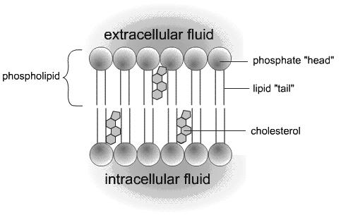 Controls passage of materials cell membrane outside cell inside cell Cell