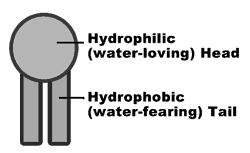 ! Phospholipids consist of three components: 1.
