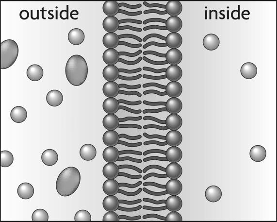 Cell Membrane! There are other molecules embedded in the membrane! These include (but are not limited to): cholesterol, protein channels and receptors! The fluid mosaic model describes the membrane.