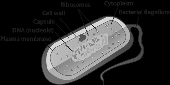 Eukaryotic Cells: have a nucleus and other