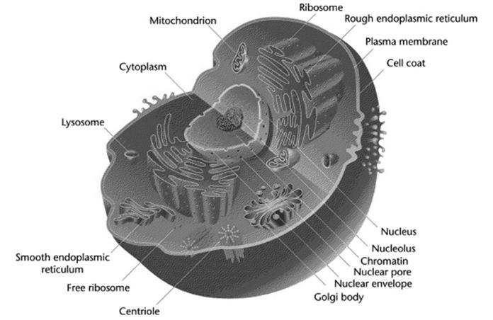 The nucleus, the larges organelle, encloses the