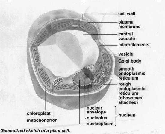 2. Cell Wall: Found in plants, fungi, bacteria.