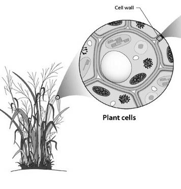 Plant cell walls are made of cellulose (a complex
