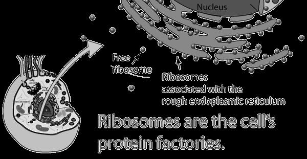 5. Ribosome: Cell part that makes protein (Smallest dot in diagrams).