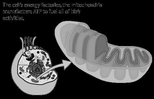 8. Mitochondria: Powerhouse of the cells that
