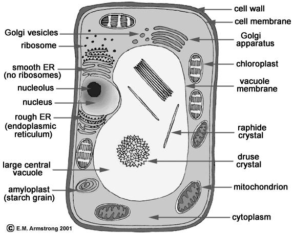 Chloroplast: Structures in plant cells that