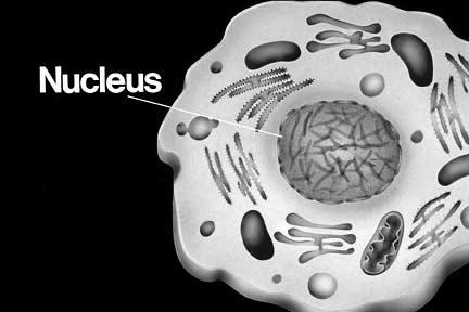 10. Nucleus: Control Center of cells. Stores genetic information (DNA).