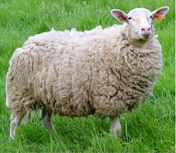 Evaluating Wool Not a priority with mutton-type sheep May have classes with wool-type breeds Fleece should be: