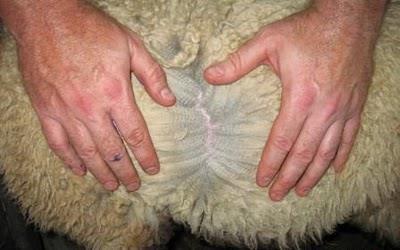 Evaluating Wool Never open wool on the back of sheep Open fleece on