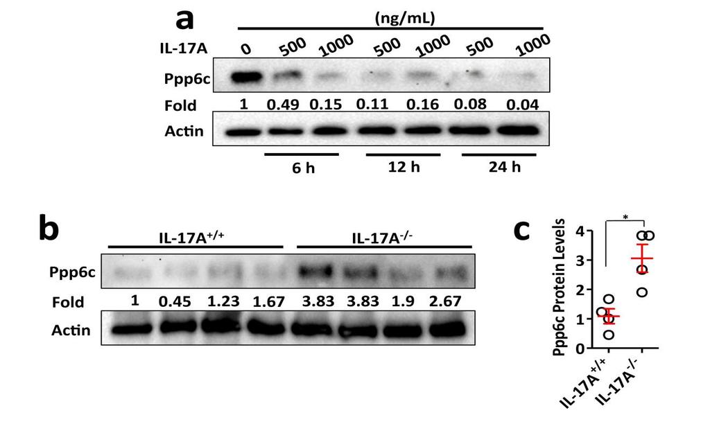 9 Supplementary Figure 1 IL-1A Inhibits Pppc Expression in Keratinocytes.