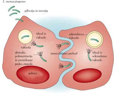 19 Slika 4: Intercelularno gibanje bakterij vrste L.