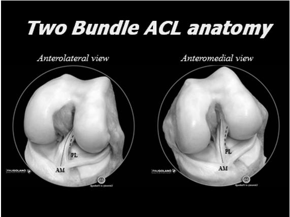 Bundles are named for their attachment on tibia Anterior medial