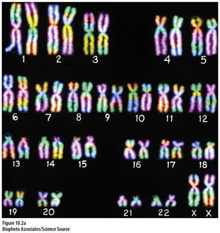 The Sex Chromosomes The 23rd chromosome from each parent determines the zygote s biological sex.