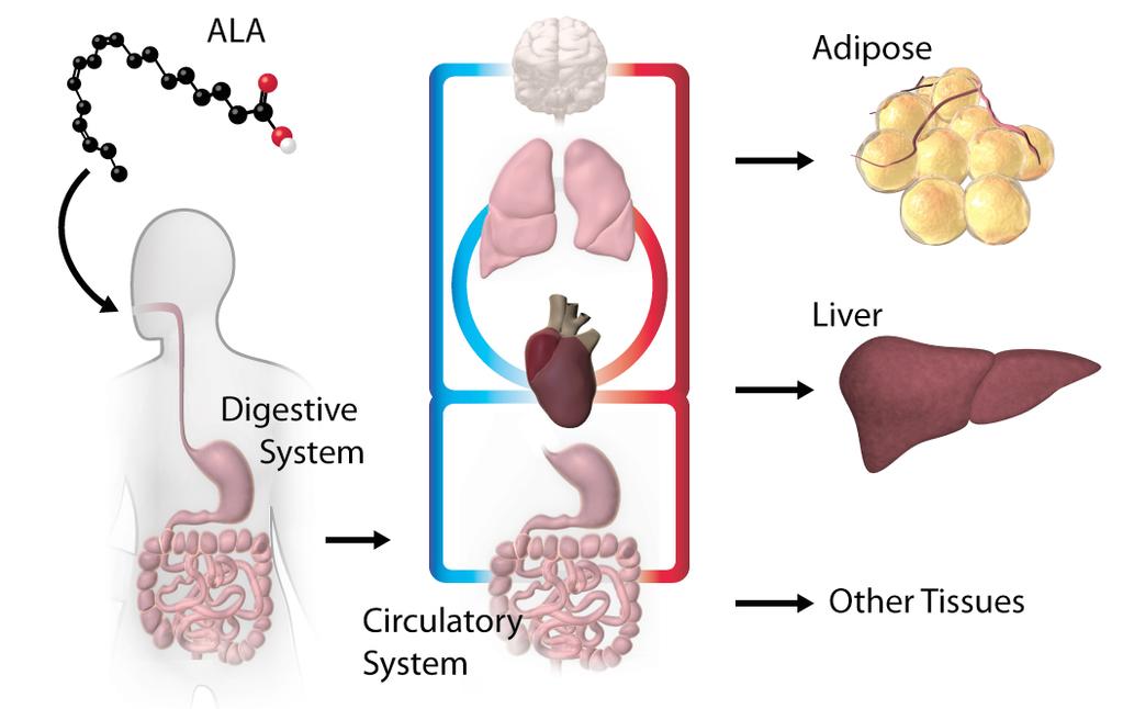 Figure 2: When ALA is administered orally it is absorbed into the lymphatic system then deposited into systemic circulation.