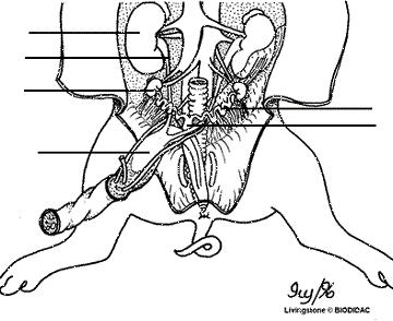 Urinary and Reproductive Systems 1. Locate the kidneys; the tubes leading from the kidneys that carry urine are the ureters.