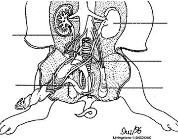 Note the vessels that attach to the kidney these are the renal vessels Male 1. Find the scrotal sacs at the posterior end of the pig (between the legs), testis are located in each sac.