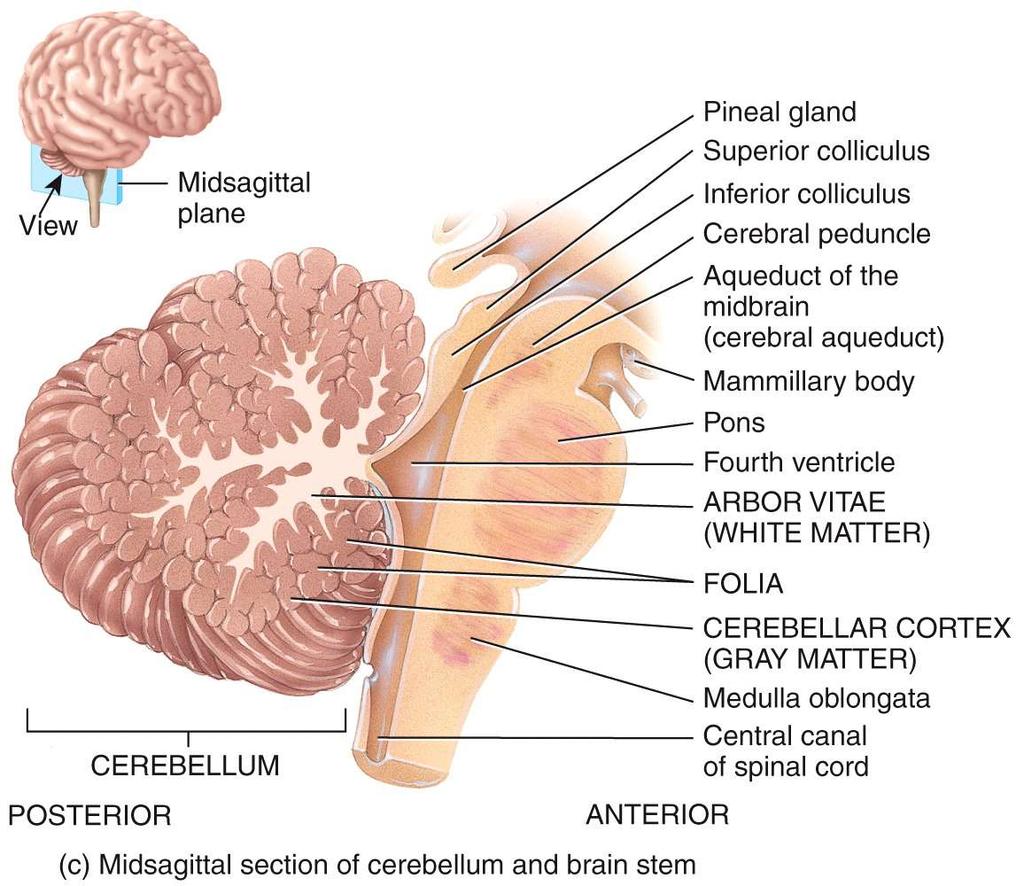 Cerebellum occupies posterior cranial fossa marked by gyri, sulci,