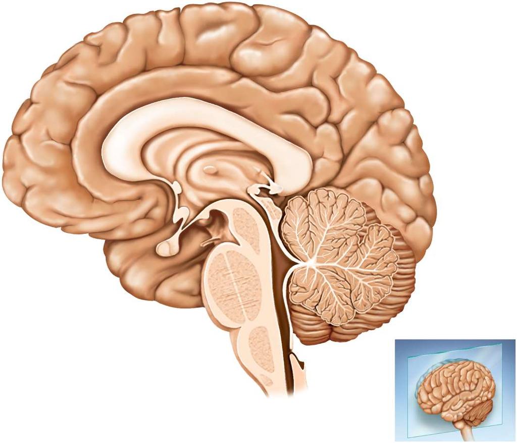 Median Section of the Brain Central sulcus Cingulate gyrus Corpus callosum Parietal lobe leaves Frontal lobe Thalamus Anterior commissure Hypothalamus Optic chiasm Mammillary body Pituitary
