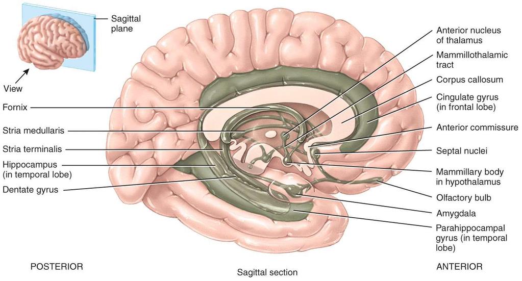 The Limbic System (The Paleo-Mammalian Formation) If you want to learn more about the structure and